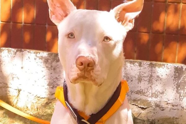 pit-bull-parte-toma-atitude-curiosa_widelg