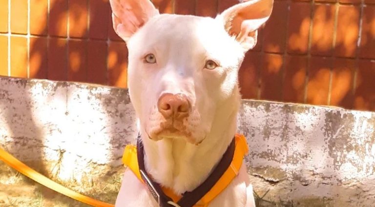 pit-bull-parte-toma-atitude-curiosa_widelg