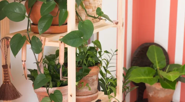 plantasornamentaisg1-3 (1)