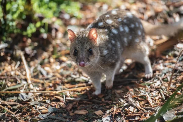 quoll-6490839_1920