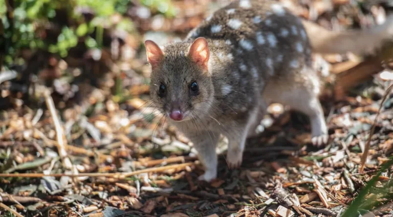 quoll-6490839_1920