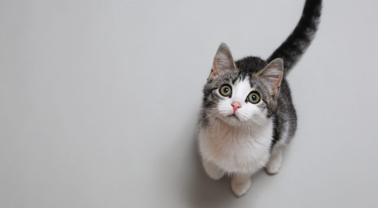 sera_que_gatos_reconhecem_os_nomes_de_outros_felinos_da_casa_e_ate_dos_donos_widelg