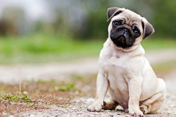 super_imgfilhote_de_pug_0