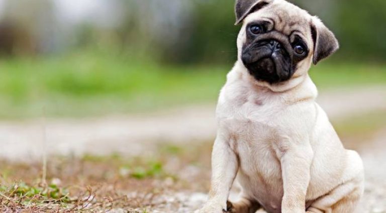 super_imgfilhote_de_pug_0