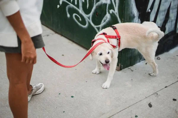 tirar-cheiro-de-xixi-de-cachorro-1
