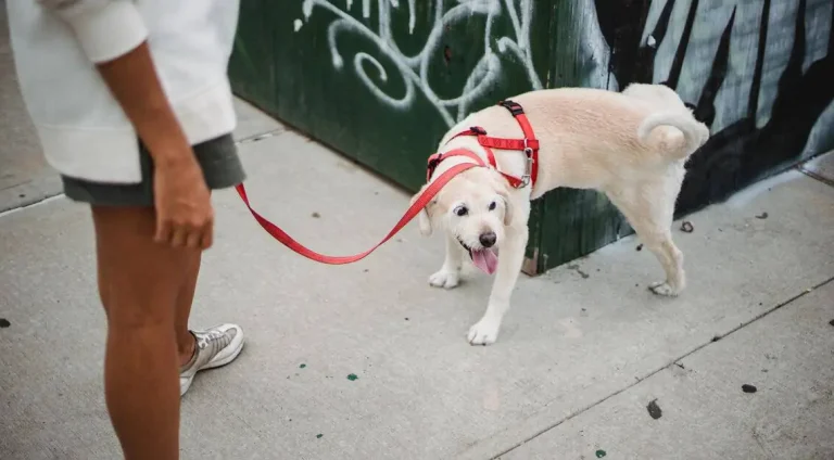 tirar-cheiro-de-xixi-de-cachorro-1