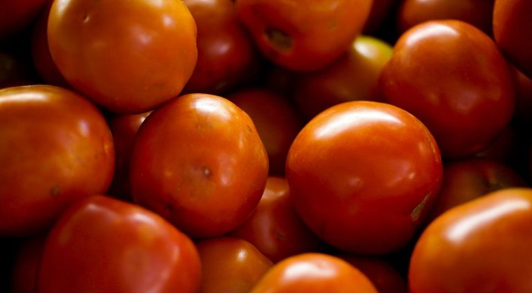 tomate_elza_fiuza_agencia_brasil