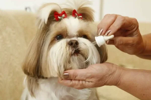 tratament-homeopatico-cachorros.jpg