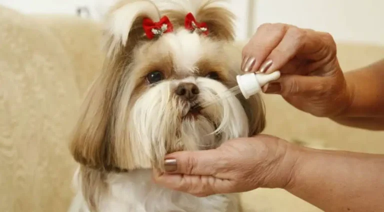 tratament-homeopatico-cachorros.jpg