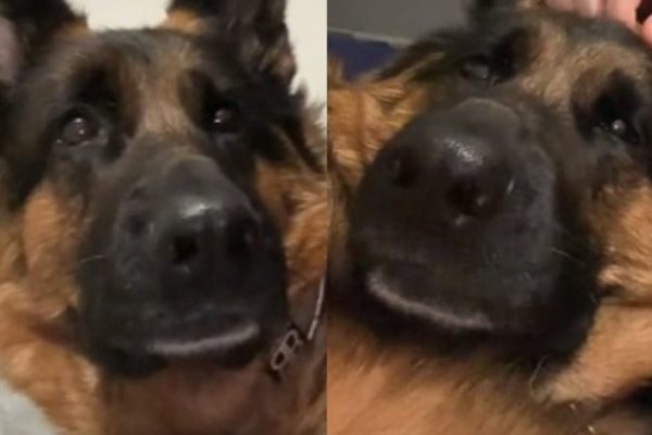 tutor_para_de_fazer_carinho_em_cachorro_que_reage_de_forma_dramatica_veja_video_widelg