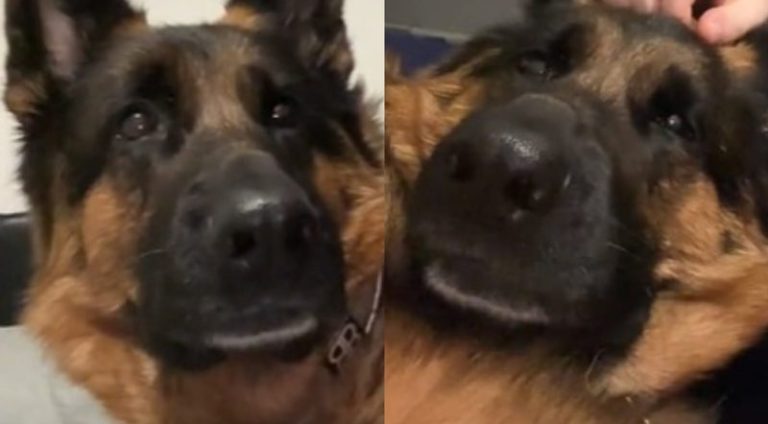 tutor_para_de_fazer_carinho_em_cachorro_que_reage_de_forma_dramatica_veja_video_widelg