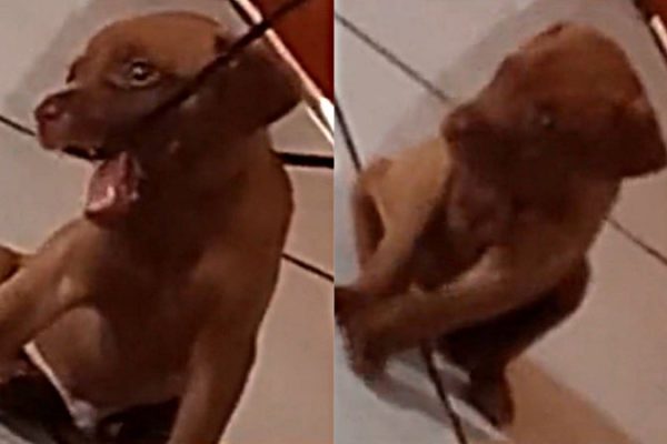 tutora-fala-lingua-de-cachorro_widelg