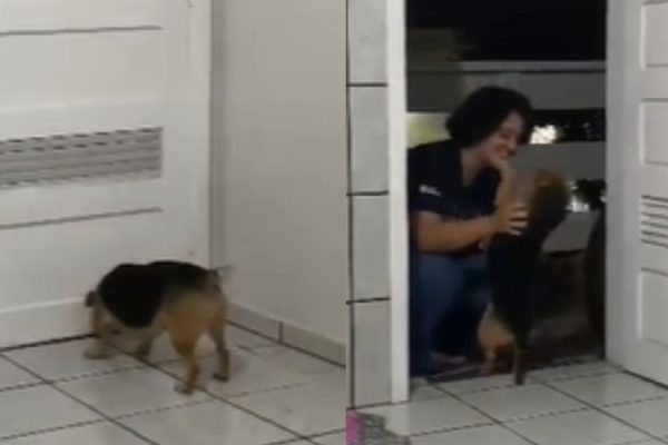 tutora_viaja_e_reacao_de_cadela_ao_reencontrar_dona_emociona_web_veja_video_widelg
