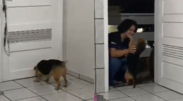 tutora_viaja_e_reacao_de_cadela_ao_reencontrar_dona_emociona_web_veja_video_widelg