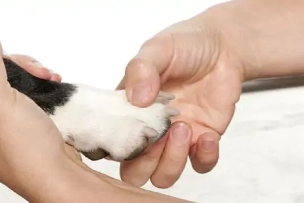 unha-de-cachorro-inflamada2