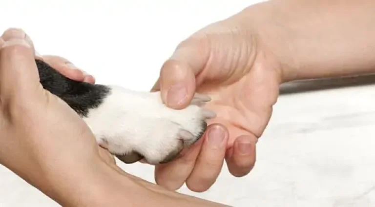 unha-de-cachorro-inflamada2