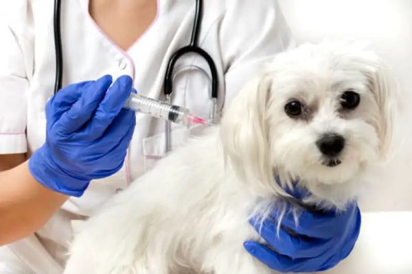 vacinas-para-cachorro-3