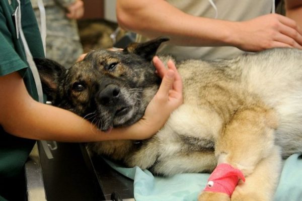 veterinary-85925_960_720_widelg