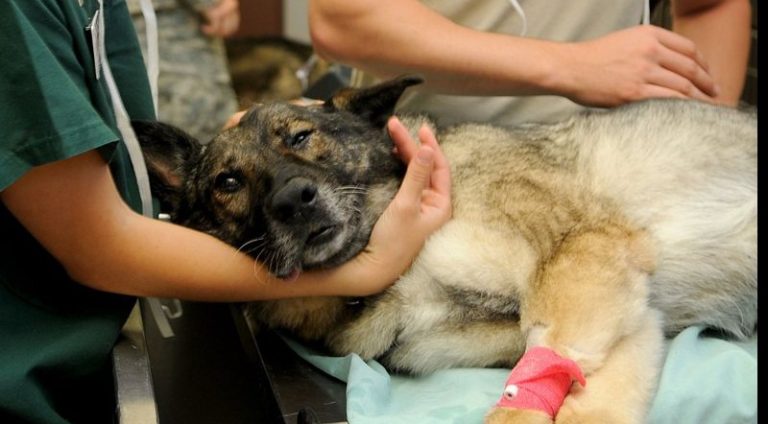 veterinary-85925_960_720_widelg