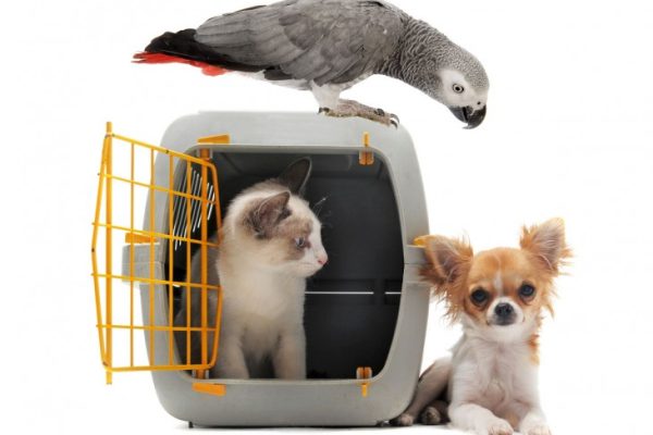 viagem-com-bichos-731x548