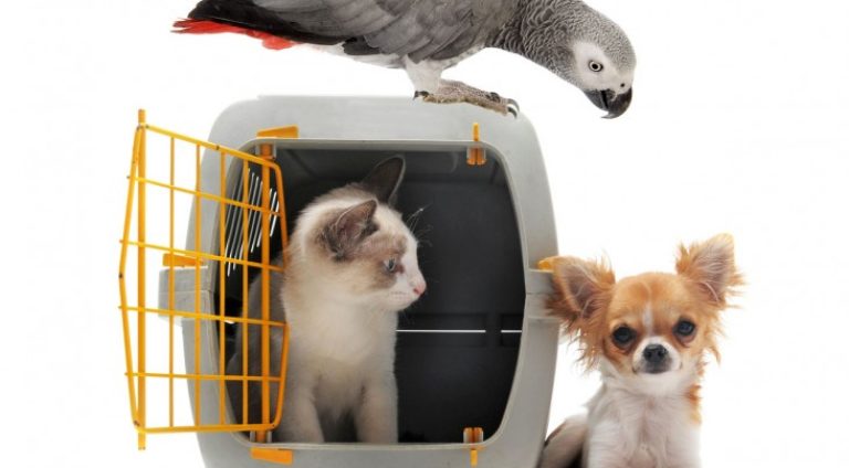 viagem-com-bichos-731x548