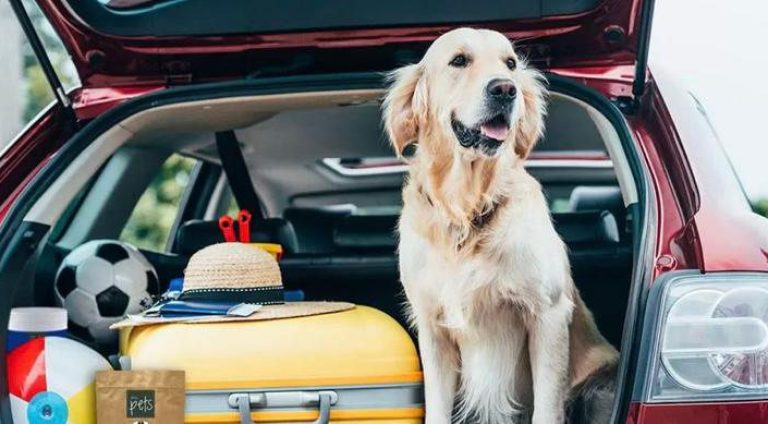 viagem-pet-famila-destino_widelg
