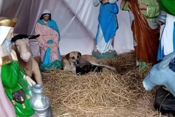 vira-lata-da-luz-em-local-sagrado_widelg