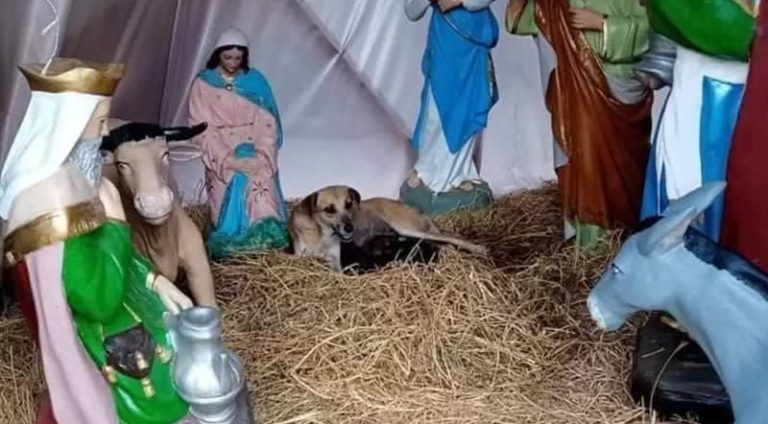 vira-lata-da-luz-em-local-sagrado_widelg